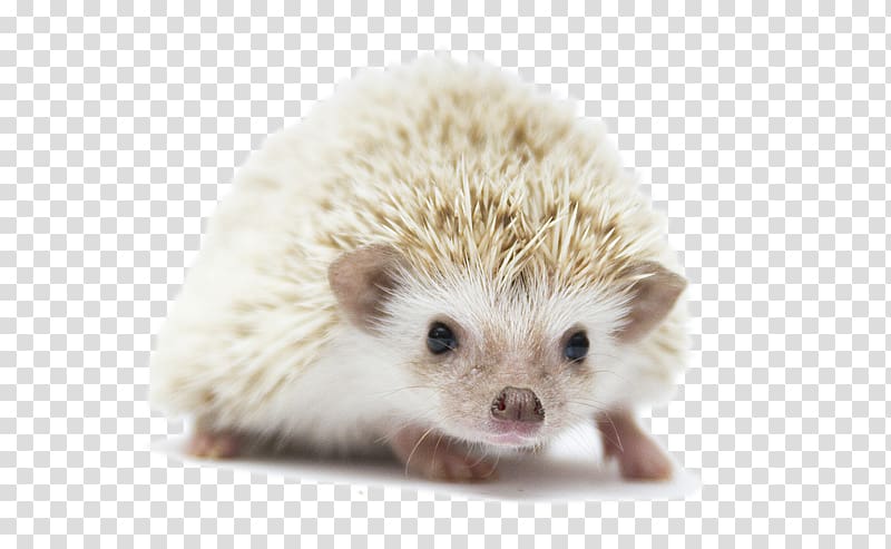 Domesticated hedgehog Four-toed hedgehog European hedgehog Porcupine Rodent, domesticated hedgehog transparent background PNG clipart