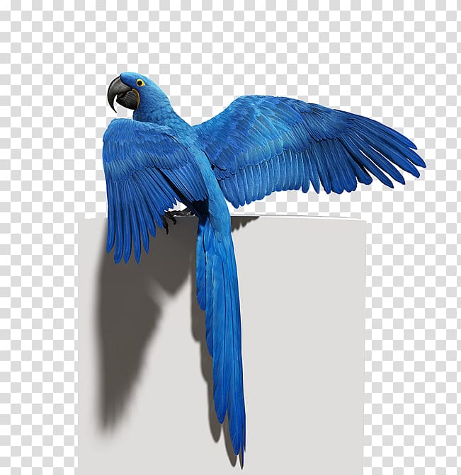 Budgerigar Bird Parrot Macaw Feather, Blue Parrot material transparent background PNG clipart