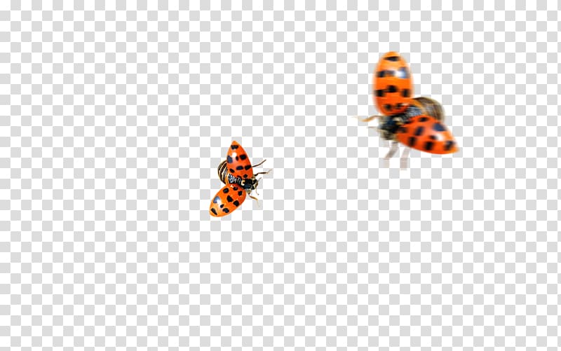 Butterfly Insect Ladybird Coccinella septempunctata, Ladybug transparent background PNG clipart