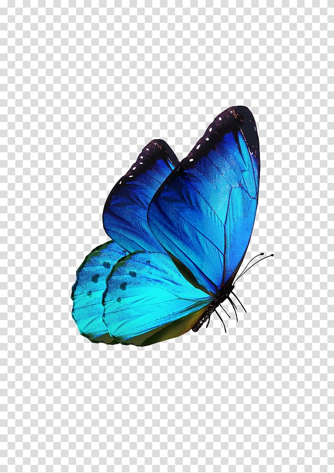 morpho butterfly illustration, Butterfly T-shirt Karner blue Melissa blue, A small butterfly transparent background PNG clipart