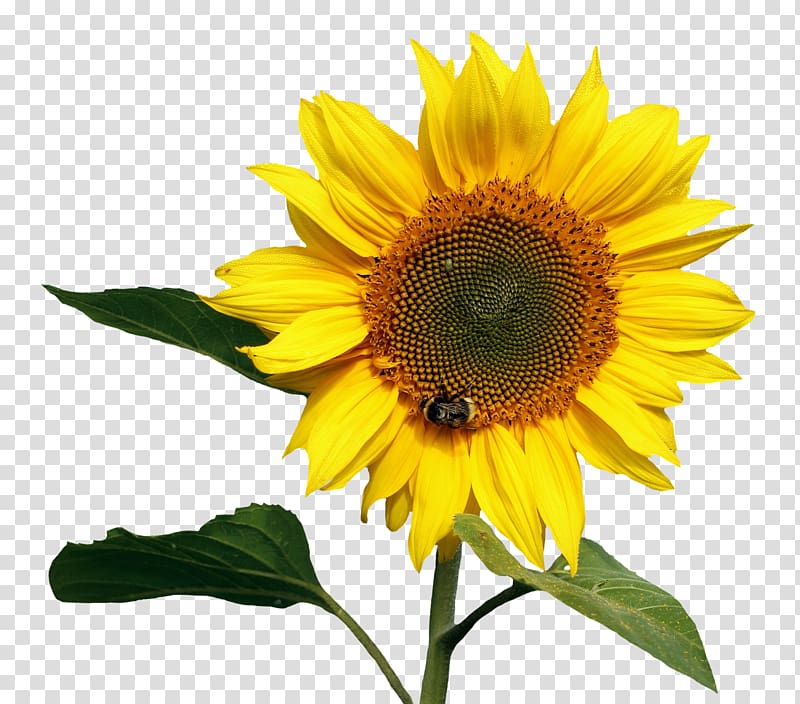 honeybee in sunflower, Common sunflower, Sunflower transparent background PNG clipart