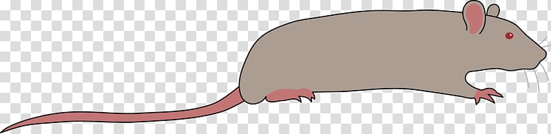 Rat Murids Rodent Mouse , rat transparent background PNG clipart