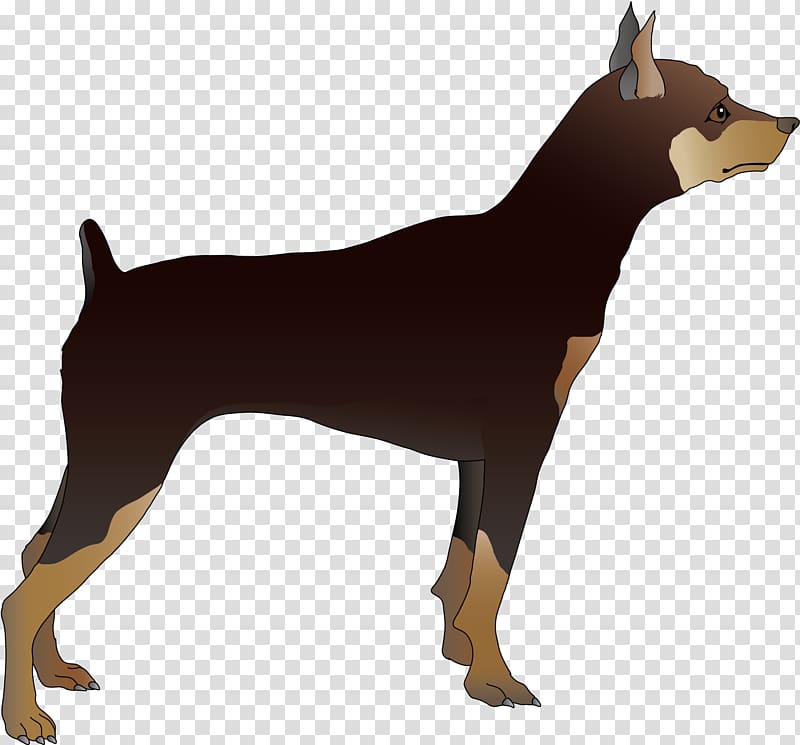 Dobermann Miniature Pinscher German Pinscher Manchester Terrier Dog breed, Dog transparent background PNG clipart