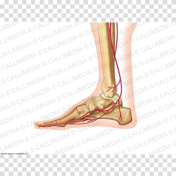 Foot Ankle Human body Anatomy Artery, 360 Degrees transparent background PNG clipart