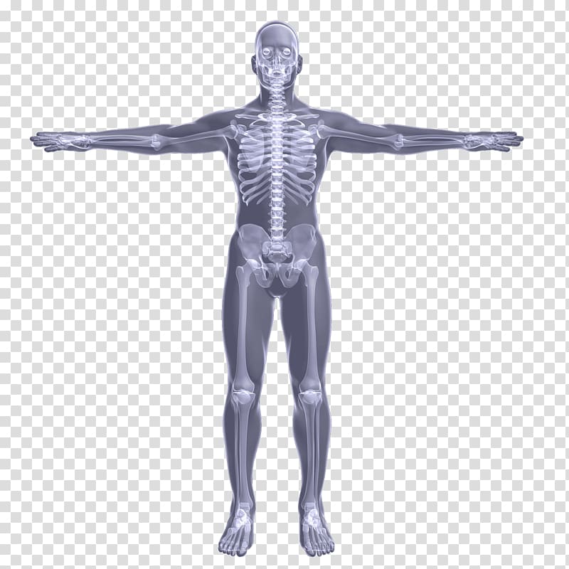 Hip Mannequin Arm Shoulder Skeleton, arm transparent background PNG clipart