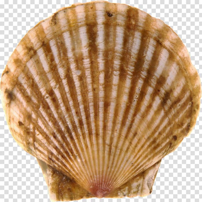 Cockle Seashell Conchology Google s, seashell transparent background PNG clipart