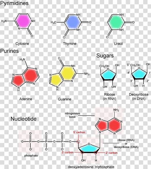 Nucleotide Nitrogenous base Nucleic acid structure Pentose, Nucleic Acid Structure transparent background PNG clipart