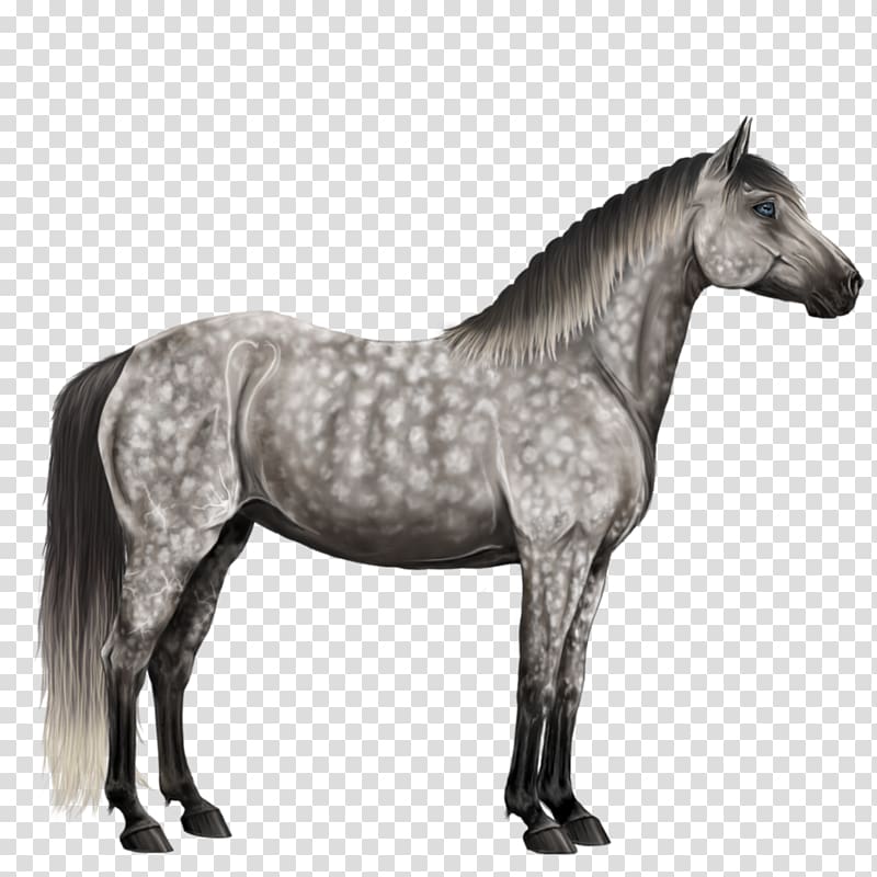 Mustang Percheron Appaloosa Andalusian horse Arabian horse, grey transparent background PNG clipart