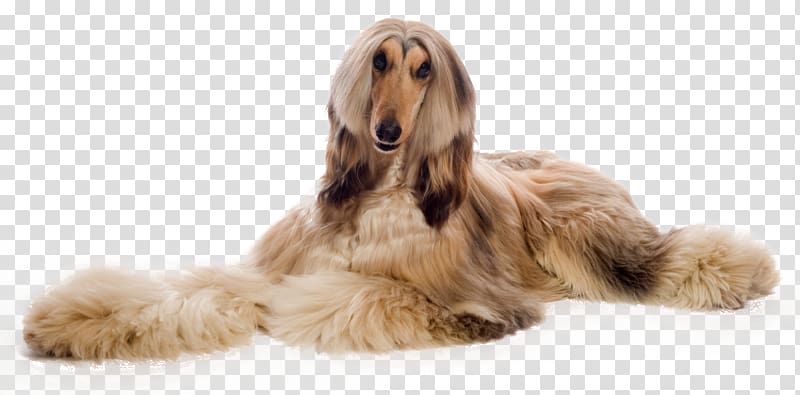 Afghan Hound Dog grooming Dog breed Pet Greyhound, maltese poodle grooming transparent background PNG clipart