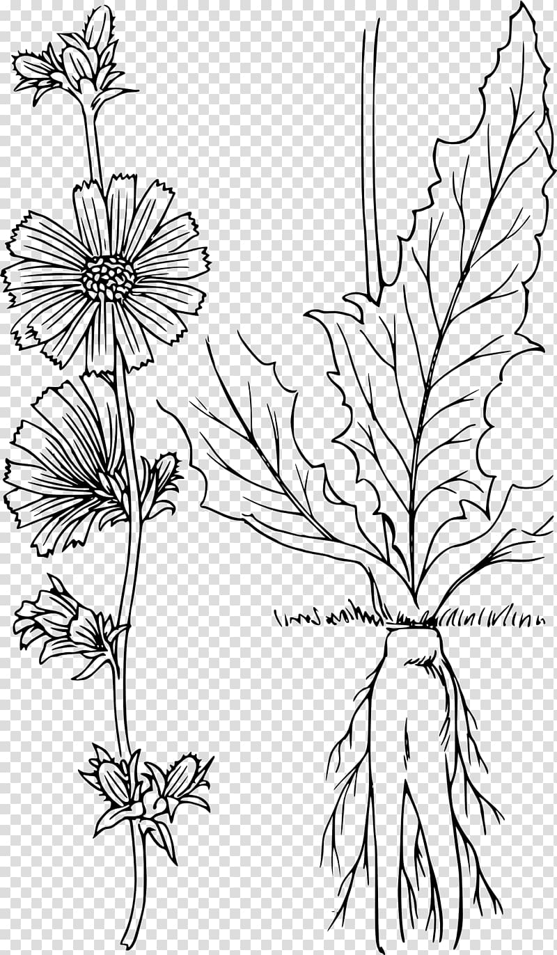 Chicory Drawing Plant , plant transparent background PNG clipart