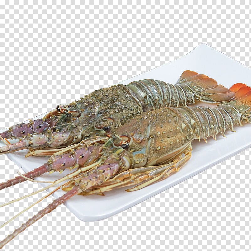 Lobster Seafood Sashimi Palinurus elephas Prawn, Australian green lobster transparent background PNG clipart