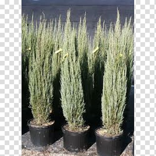 English Yew Rocky Mountain juniper Grasses Spruce Flowerpot, Juniperus Scopulorum transparent background PNG clipart