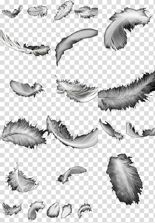 Feather Bird Black and white, feather transparent background PNG clipart