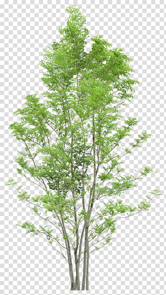 Tree, Trees, green leaf tree transparent background PNG clipart