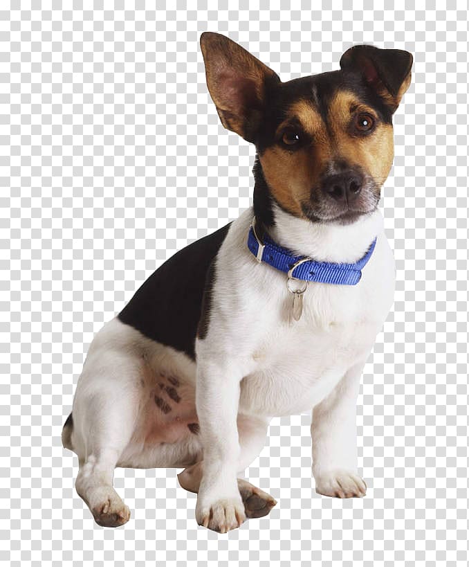 Jack russell toy fox sales terrier