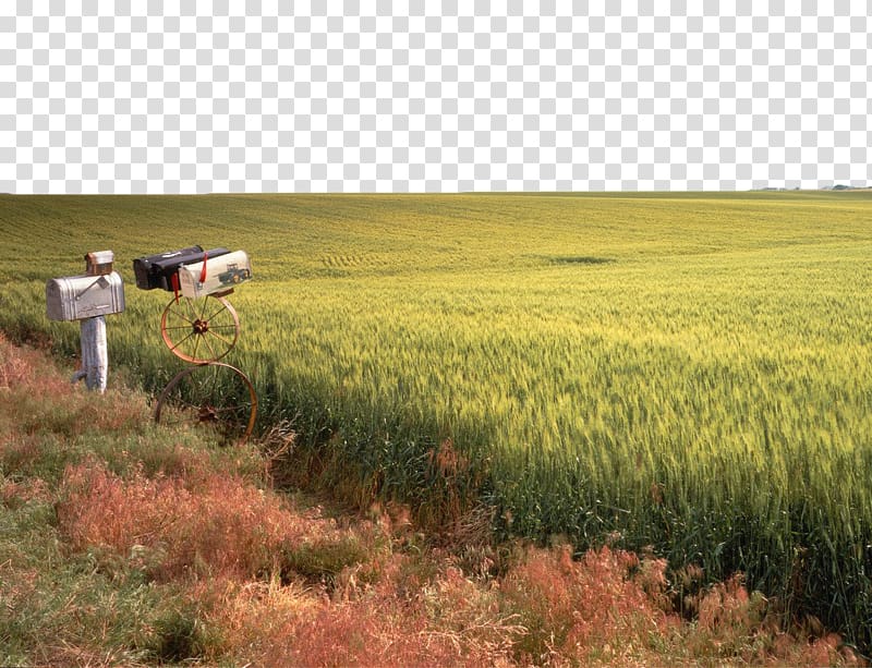 Cereal Wheat, Green wheat field transparent background PNG clipart