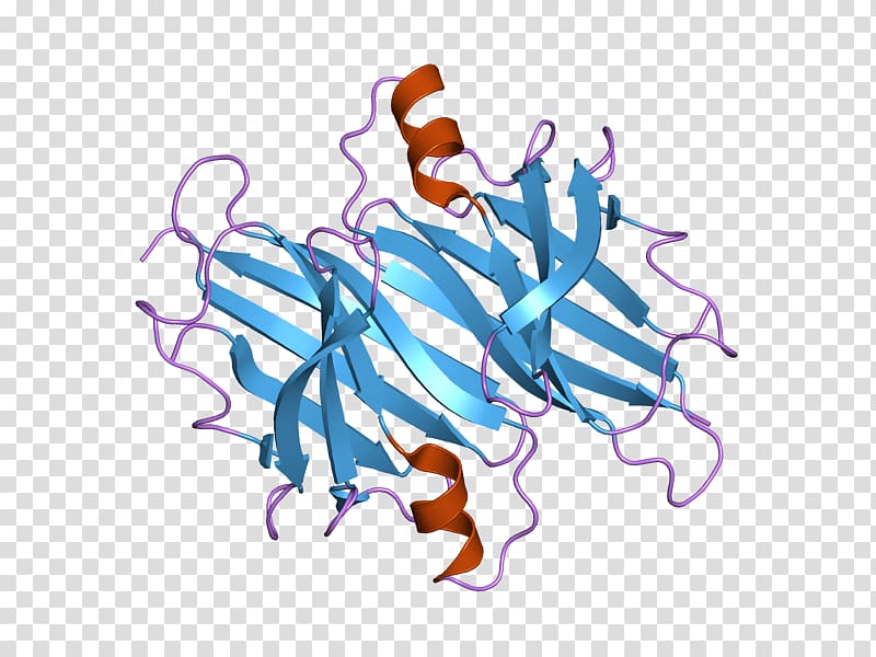 Transthyretin Familial amyloid polyneuropathy Thyroid hormones Thyroid-stimulating hormone, others transparent background PNG clipart