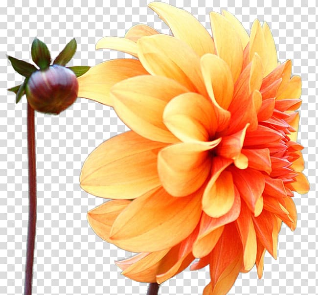 Dahlia pinnata Color Flower Daisy family Desktop , flower transparent background PNG clipart