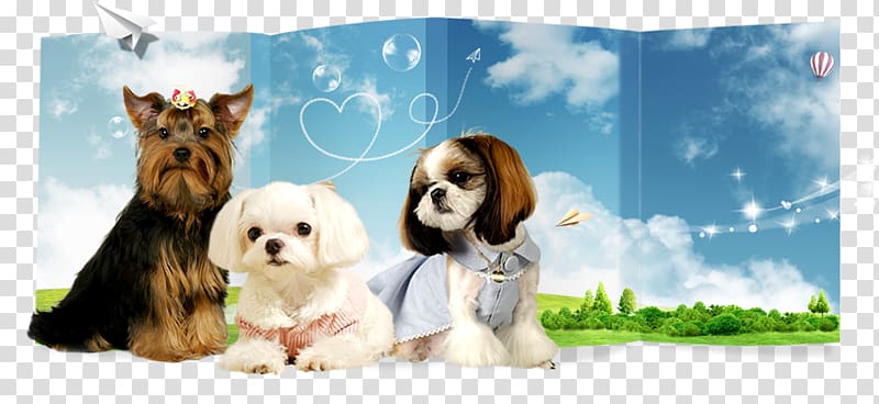 Cavachon Shih Tzu Puppy Havanese dog Dog breed, good friend transparent background PNG clipart