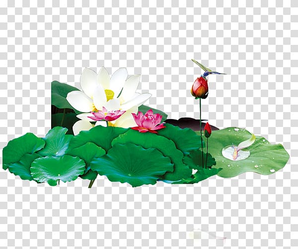 Qing dynasty Adobe Illustrator, Lotus lotus leaf transparent background PNG clipart