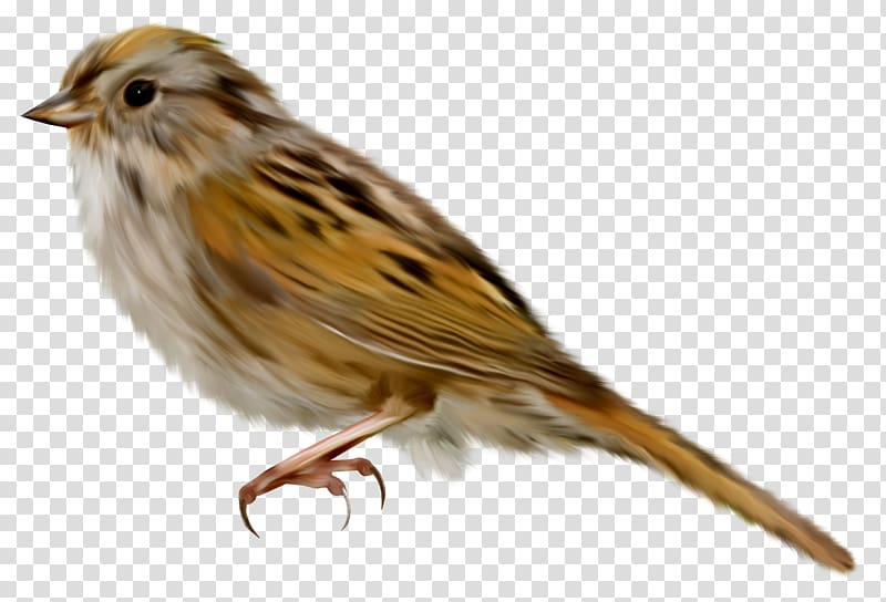 House Sparrow Bird , Sparrow sticker transparent background PNG clipart