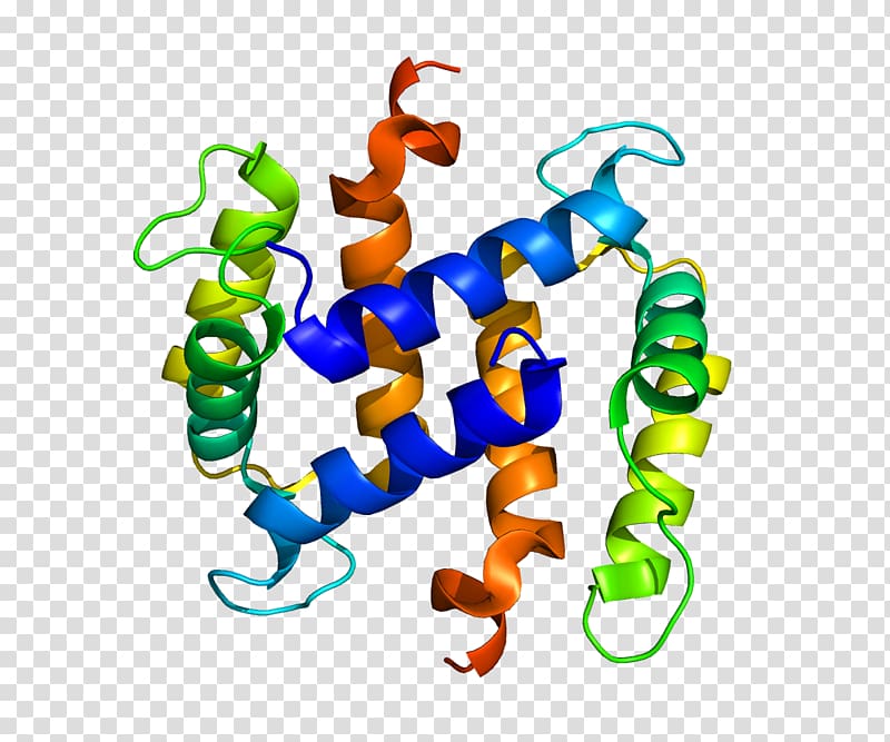 S100 protein EF hand S100A2 Calcium-binding protein, protein transparent background PNG clipart