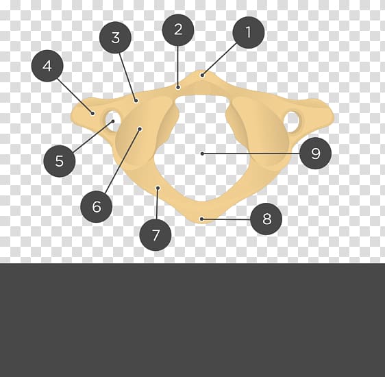 Atlas Anatomy Axis Cervical vertebrae Vertebral column, skull transparent background PNG clipart