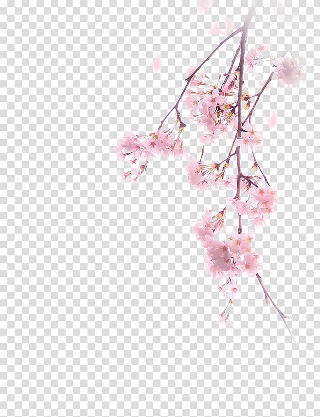 pink blooming flowers, Cherry blossom Illustration, Cherry blossoms transparent background PNG clipart