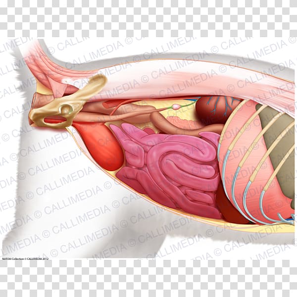 Cat Anatomy Abdomen Pelvis Organ, Cat transparent background PNG clipart