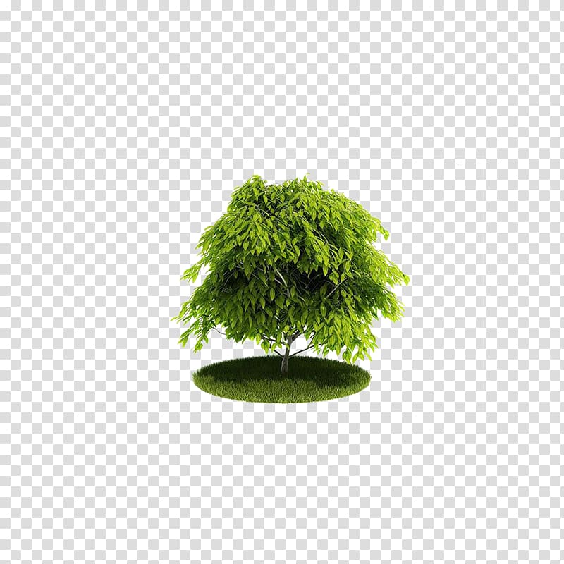 Cinema 4D Wavefront .obj file 3D computer graphics Texture mapping Tree, Green tree transparent background PNG clipart