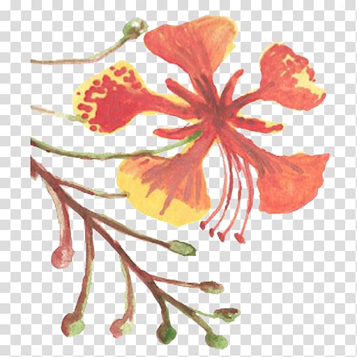 Flower Hibiscus Floral design Mallows Plant, watercolour splash transparent background PNG clipart