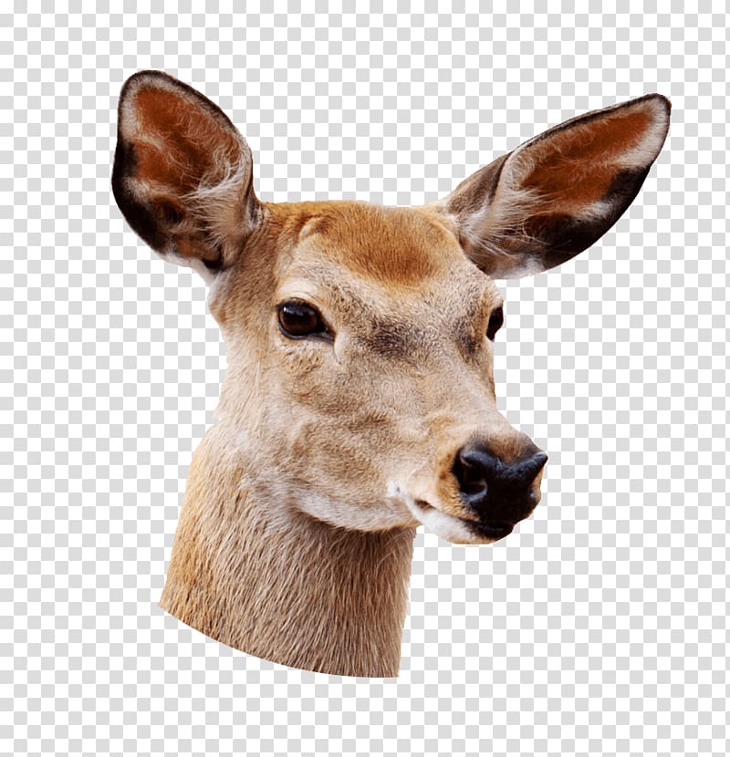 close-up of brown deer, Female Deer Close Up transparent background PNG clipart