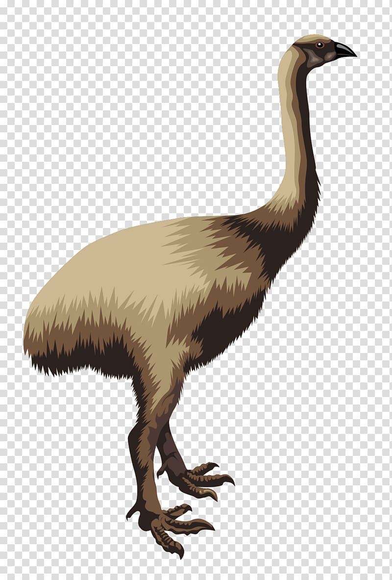 Flightless bird Moa Common ostrich , ostrich transparent background PNG clipart