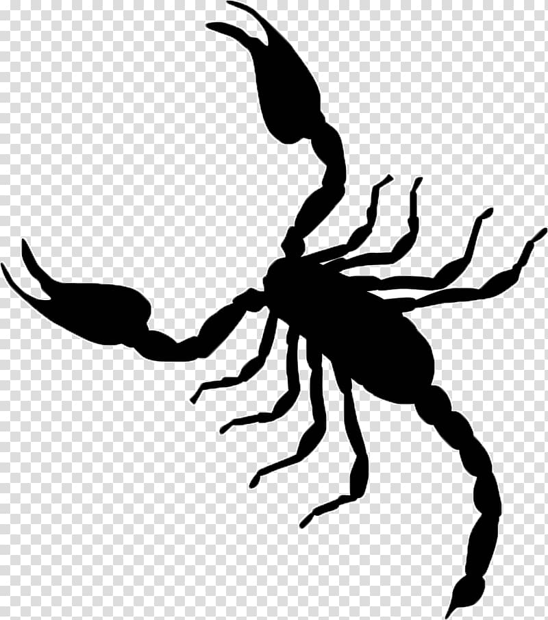 Scorpion graphics Illustration , Scorpion transparent background PNG clipart