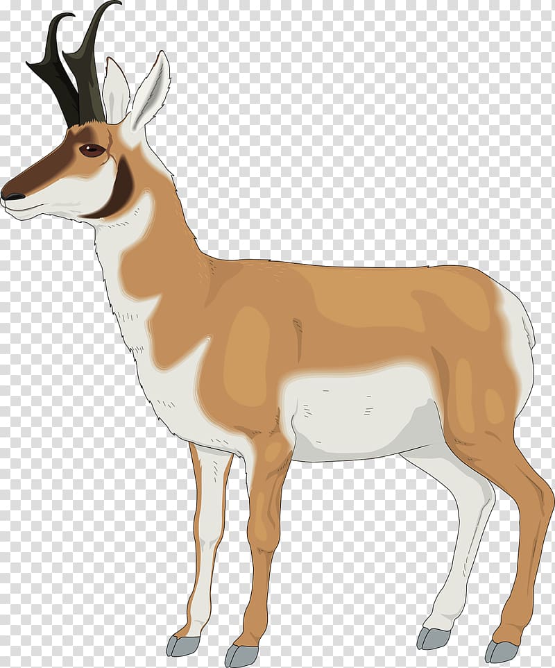 Antelope Pronghorn , Orange deer transparent background PNG clipart