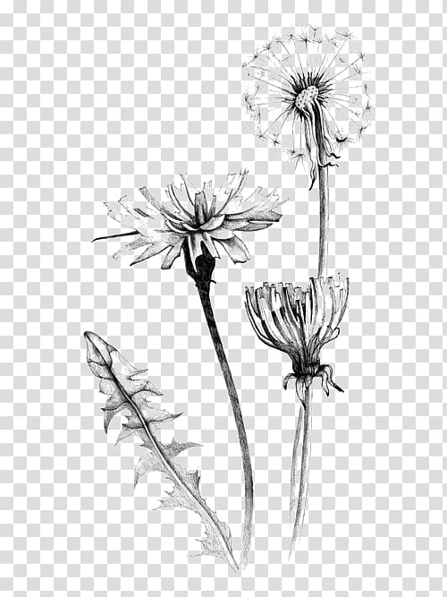 Dandelion Flower Vector Drawing Set Isolated Wild Plant and Leaves Stock  Vector  Illustration of natural outline 92544155