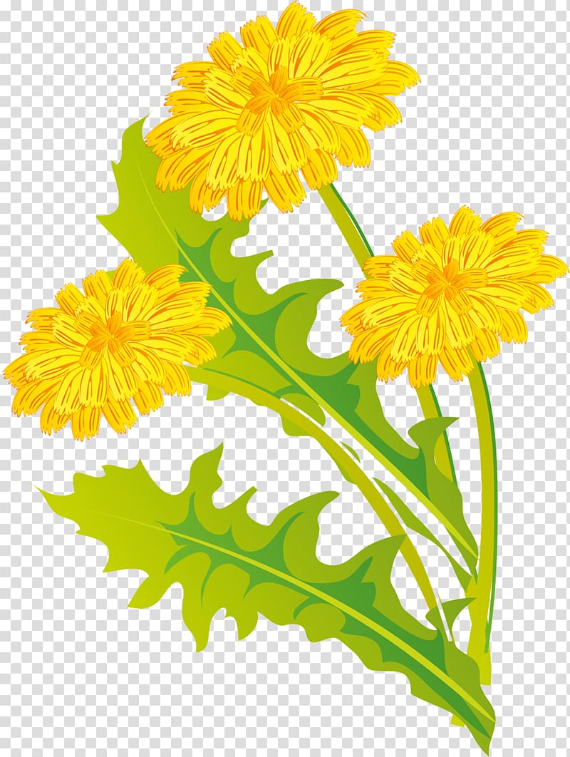 Dandelion Calendula officinalis Cut flowers Plant, dandelion transparent background PNG clipart