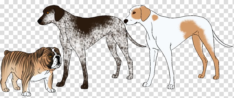 Saluki Spanish greyhound Sloughi Azawakh, angry dog transparent background PNG clipart