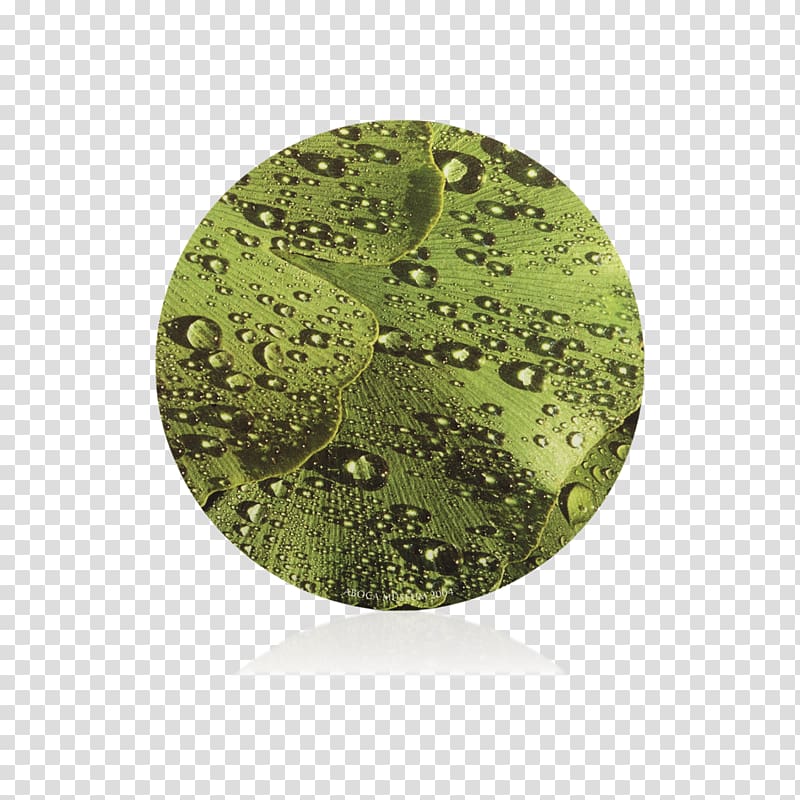 Green, ginkgo tree transparent background PNG clipart