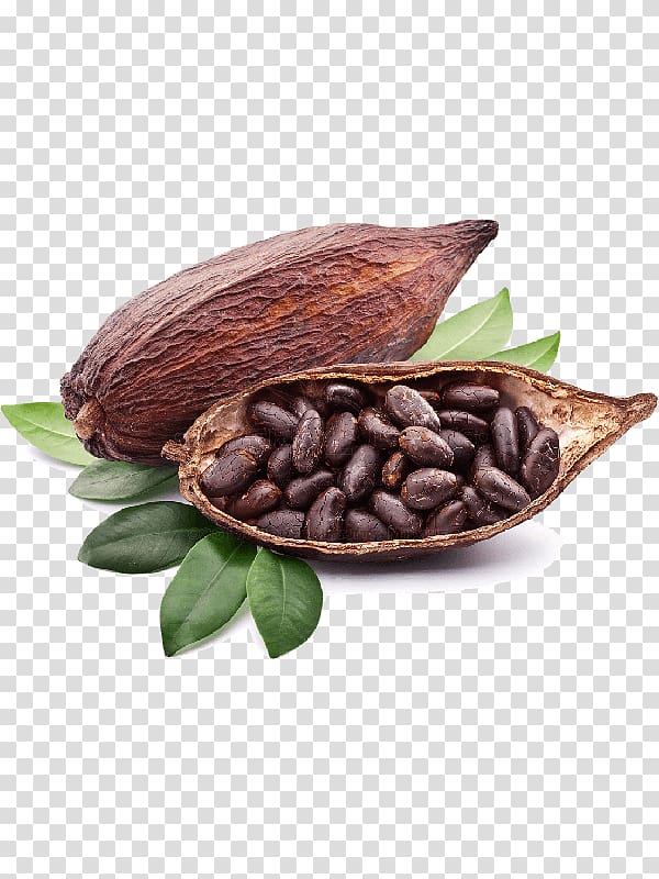 cacao seeds and shell illustration, Criollo Cocoa bean Cocoa solids Chocolate liquor, cocoa beans transparent background PNG clipart