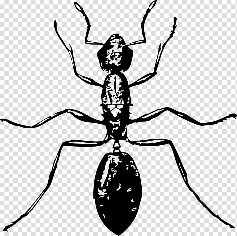 Ant Drawing , Bug transparent background PNG clipart