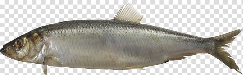 Sardine Milkfish, Fish transparent background PNG clipart