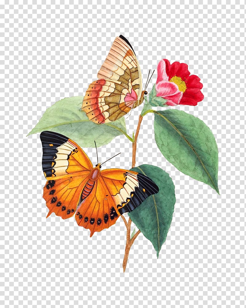 two orange and beige butterflies, Monarch butterfly Natural History of the Insects of China: The Figures Drawn from Specimens of the Insects Butterfly Cluster, butterfly transparent background PNG clipart