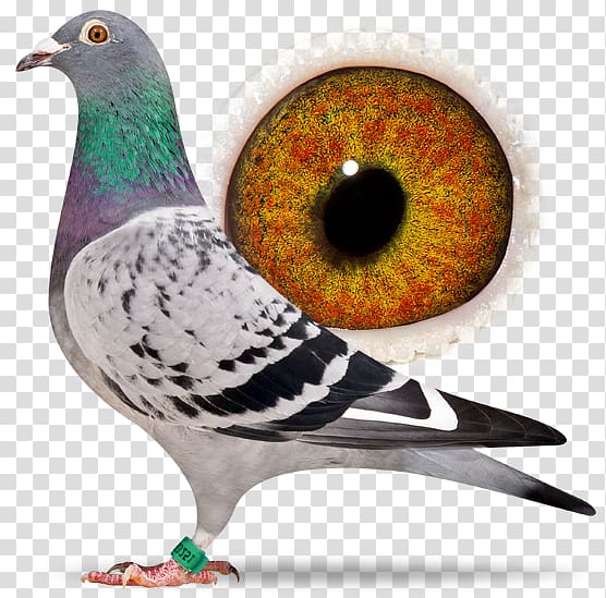 Columbidae Domestic pigeon Pigeon racing Island Delta Escape Team, racing pigeon transparent background PNG clipart