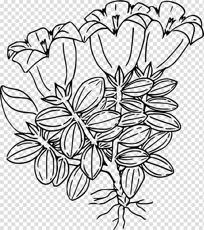 Drawing Flower, wild flower transparent background PNG clipart