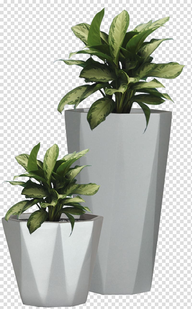 dumb cane illustration, Flowerpot Etsy Wall decal Succulent plant, Potted Plant transparent background PNG clipart