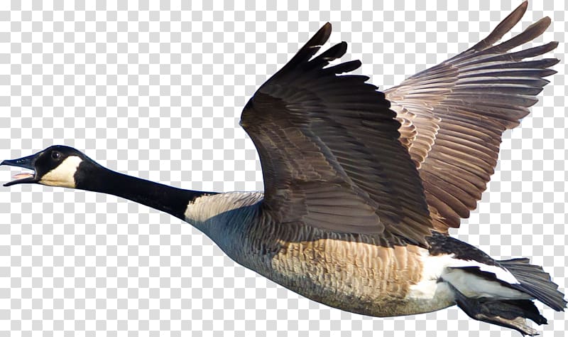 Bird Canada Goose Duck Cygnini, goose transparent background PNG clipart