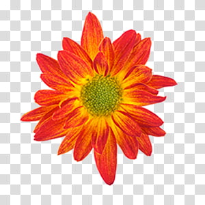 Drawing Orange Flower Color, orange transparent background PNG clipart thumbnail