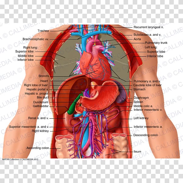 Abdomen Thorax Homo sapiens Organ Anatomy, others transparent background PNG clipart