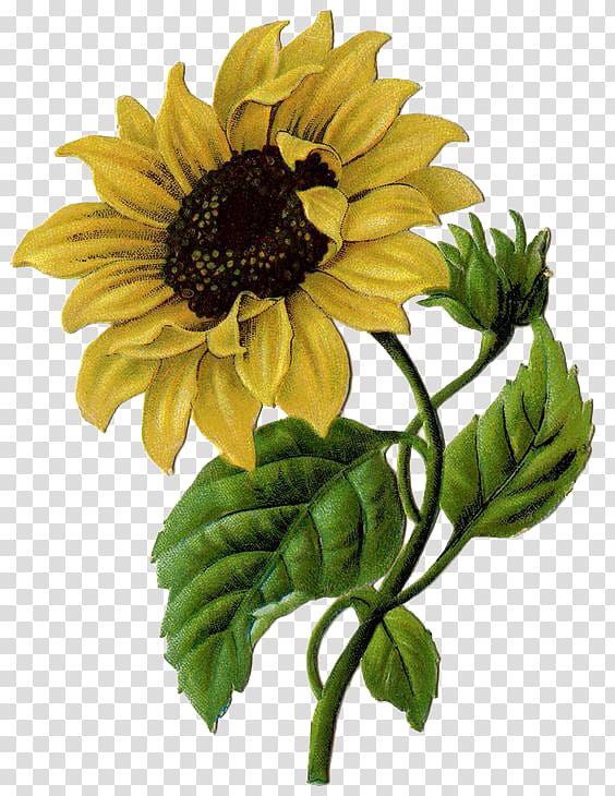 Common sunflower Helianthus xc3u2014 laetiflorus Illustration, Sunflower transparent background PNG clipart